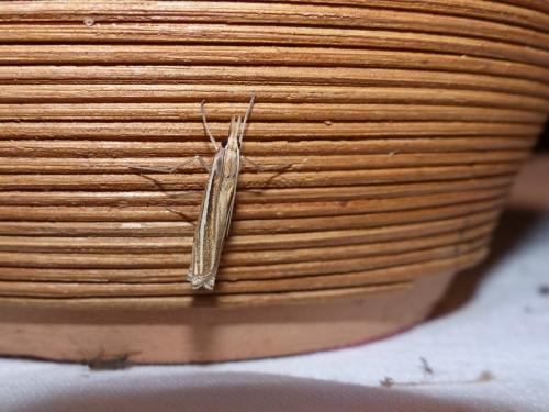 Réf. 211 445 : Ancylolomia tentaculella